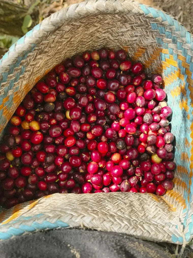Cereza de café madura en un canasto