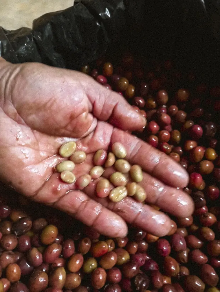 Mano con cerezas de café recién cosechadas