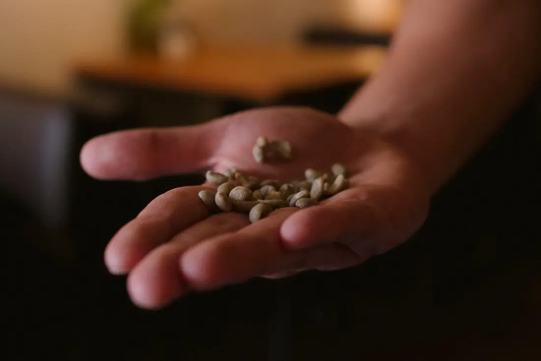 Mano sosteniendo granos de café verde
